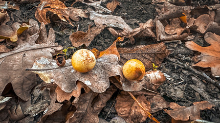 Autumn still life in the forest.の写真素材