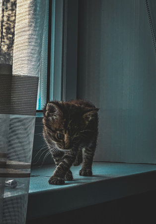A cat walking on the windowsillの写真素材