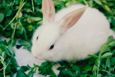 Bunny Rabbit on lucerneの写真素材