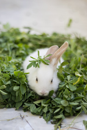Bunny Rabbit on lucerneの写真素材