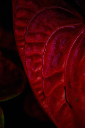 Red Laceleaf macro