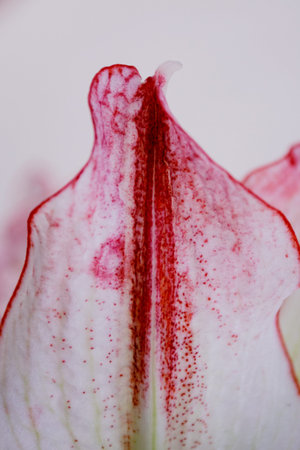 White and Red Lilyの写真素材