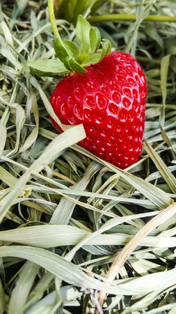 Portrait - Ripe Strawberry on strawの写真素材
