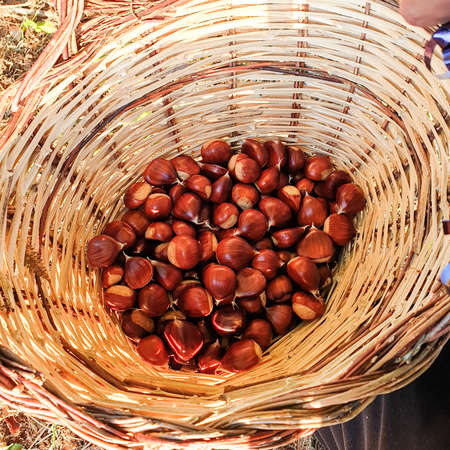 freshly picked chestnutsの写真素材