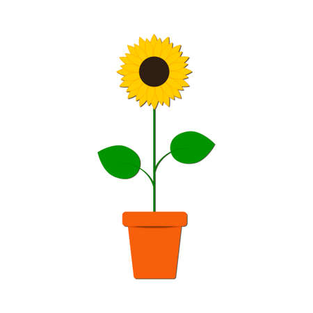 Sunflower in the pot isolated on the white backgroundのイラスト素材