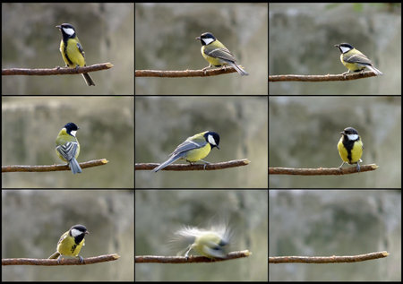 how chickadee actsの写真素材