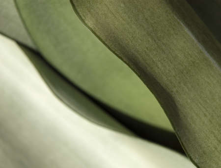 Abstract dynamic pattern / green leafsの写真素材