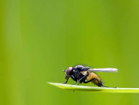 fly sitting on a leafの写真素材