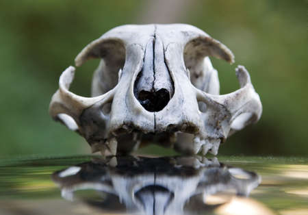 cat's skullの写真素材