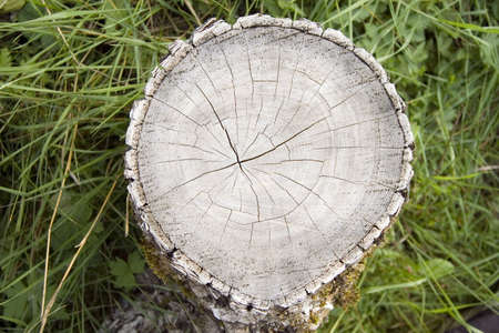 cross section of old ash trunkの写真素材