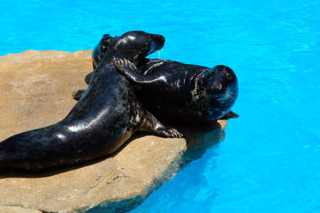 two sealions playing before having cool bathingの写真素材