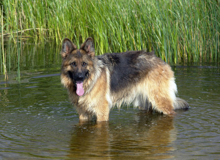 German Shepherd Dog standing in waterの写真素材