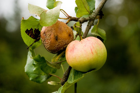 Difference - Fresh Delicious Apple vs Rotten Appleの写真素材