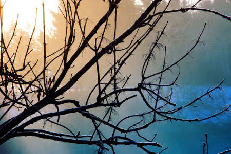 Silhouette of Frozen Tree against Sunlightの写真素材