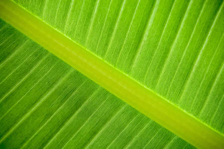 Tropical Palm Plant - Huge Leaf Patternの写真素材