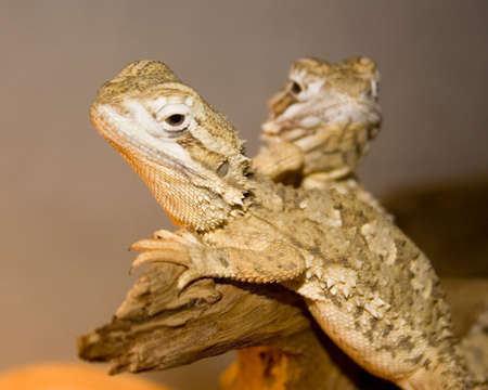 two lizard dragons - pogonaの写真素材