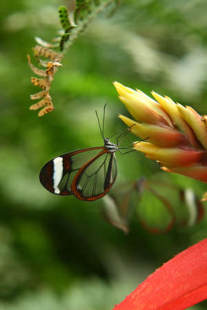 a butterfly on a plantの写真素材