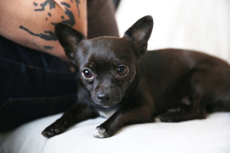Small chihuahua on the sofa with his ownerの写真素材