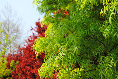 Tree tops in beautiful colorsの写真素材