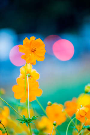 Flower and Bokehの写真素材