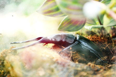 Beetle stuff