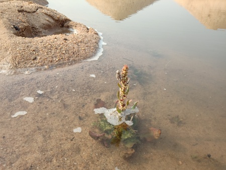A SMALL PLANT IN WATERの写真素材