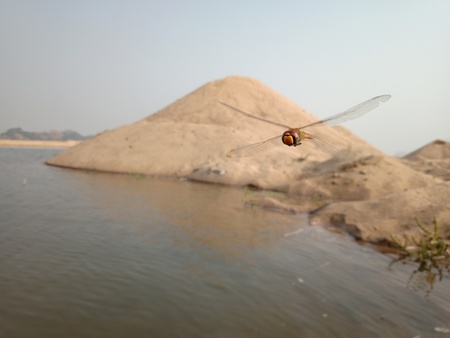 A beautiful photo of butterfly and duneの写真素材