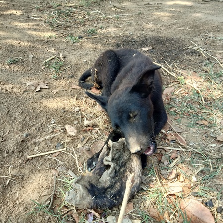 Dog chewing of boneの写真素材