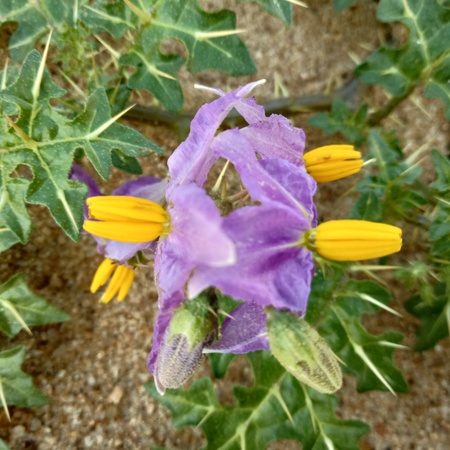 A group of flowersの写真素材