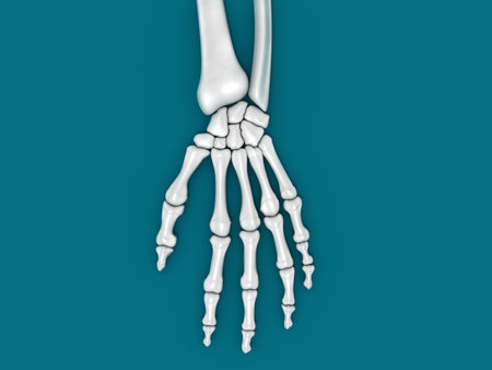 Digital illustration of a hand bone in green background  hand boneの写真素材
