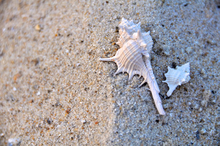 Seashell