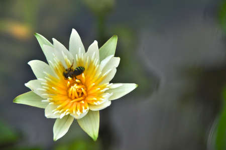 Water Lilyの写真素材