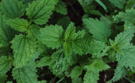 Bush of stinging-nettles. Nettle leaves. Top view. Botanical pattern. Greenery common nettle.