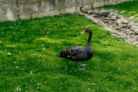 a black swan stands beautifully on the green grass near the lake in summer.の写真素材