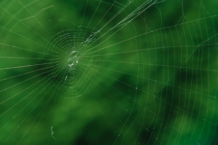 The spider web (cobweb) closeup background.の写真素材