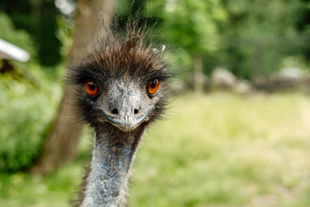 Close-up portrait of a cute and funny emu with a long fluffy neck.