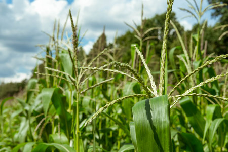 Growing young corn and corn seedlings grown on farmland in rural areas. sunny day. Wind movement on a green corn field. Food agricultureの写真素材