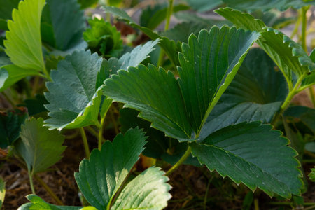 Strawberry leaves close-up. Fragaria vesca.