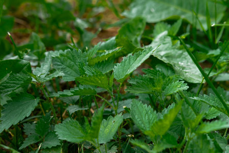 Green nettle leaves on the ground in the forest. Natural background