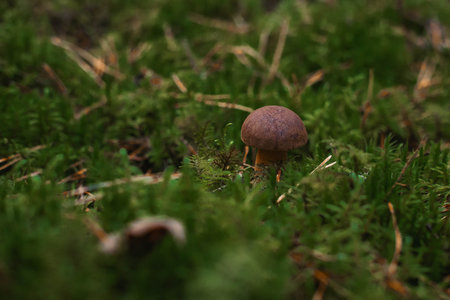 Mushroom in the forest, close-up, shallow depth of field