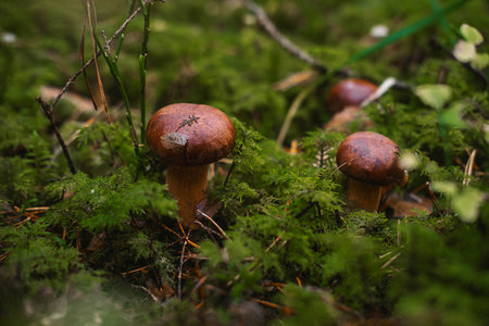 Boletus edulis also known as the penny bun or king bolete