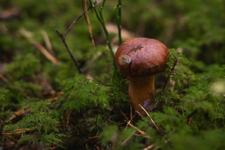 Boletus edulis mushroom growing in the forest, close up
