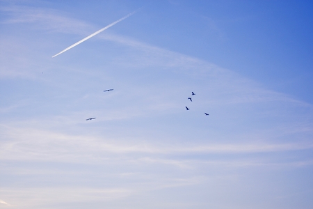 Birds in the Sky with Airplaneの写真素材