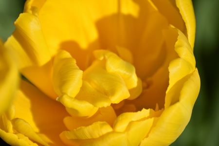 Keukenhof flower garden, Hollandの写真素材