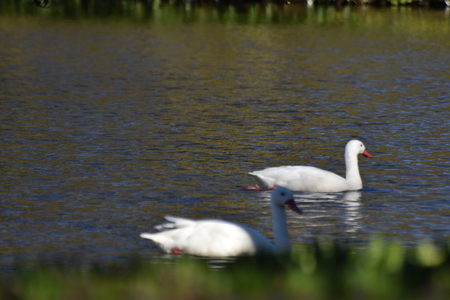Keukenhof flower garden, Hollandの写真素材