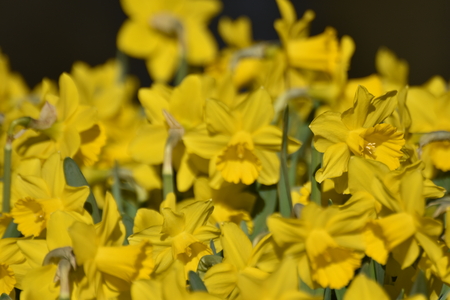 Keukenhof flower garden, Hollandの写真素材