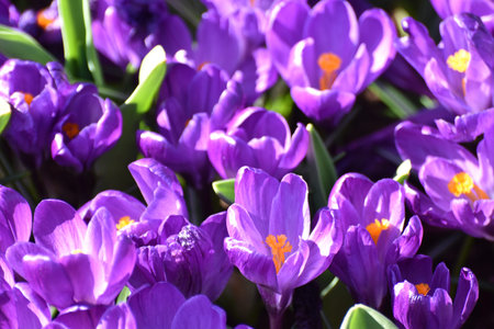 Keukenhof flower garden, Holland