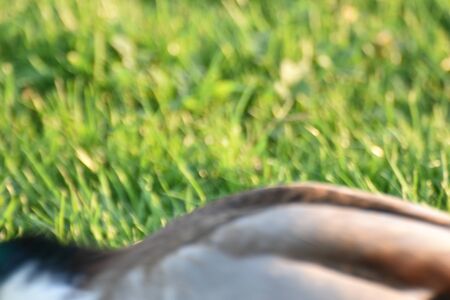 Closeup of Mallardの写真素材