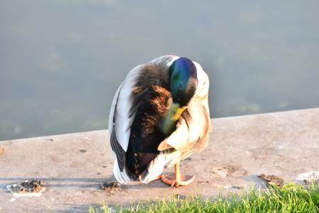 Closeup of Mallardの写真素材