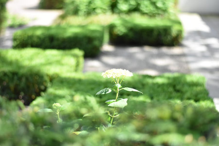 Amsterdam open garden days